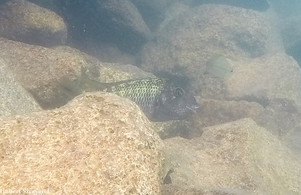 Threadfin Cichlid