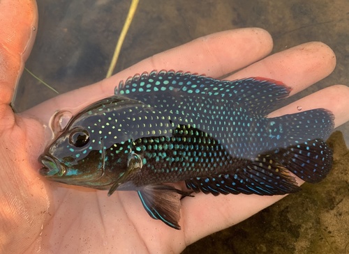 Jack Dempsey Cichlid