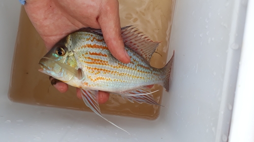 Geophagus sveni Rio Araguari