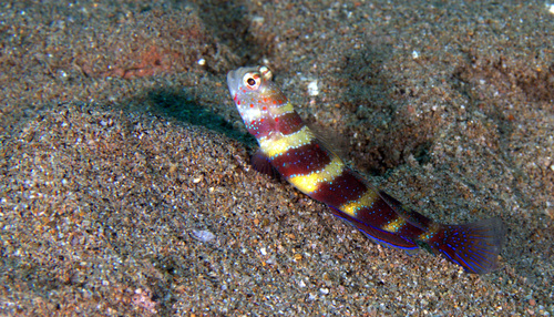 Wheeler's Prawngoby