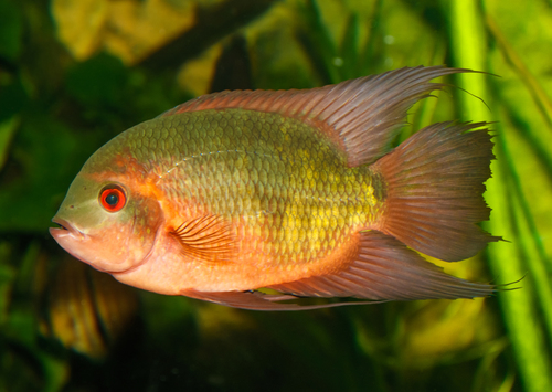 Emerald Cichlid