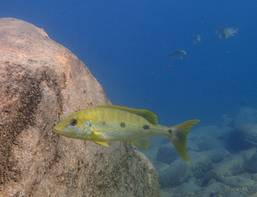 Boulengerochromis microlepis