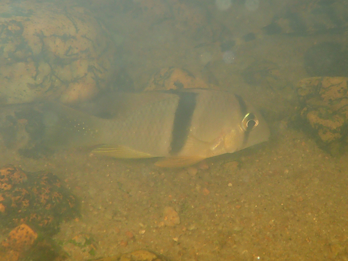 Bandit Cichlid