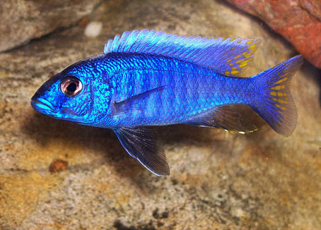 Electric Blue Hap