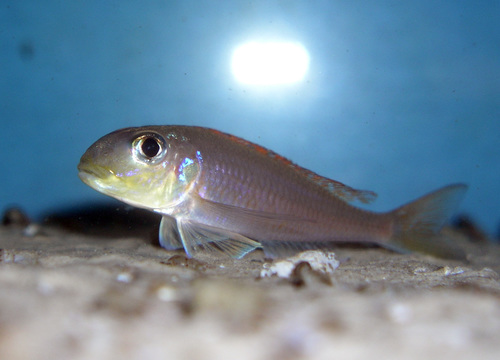 Xenotilapia flavipinnis "Lyamembe"