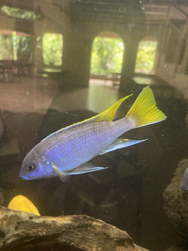 Zebra Likoma Cichlid