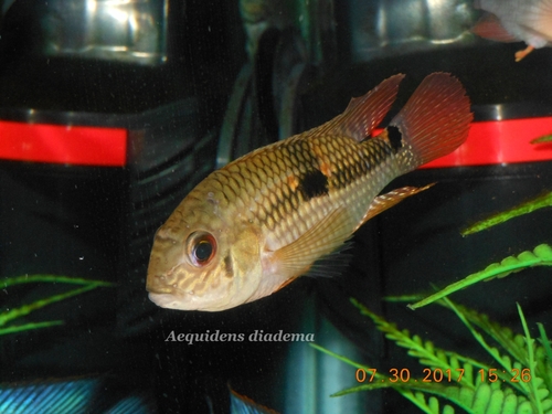 Diadem Cichlid