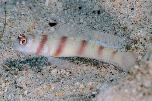 Steinitz's Goby