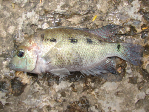 Regan's Cichlid
