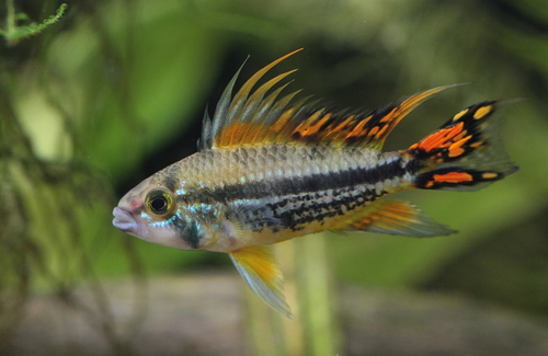 Apistogramma cacatuoides Lemon