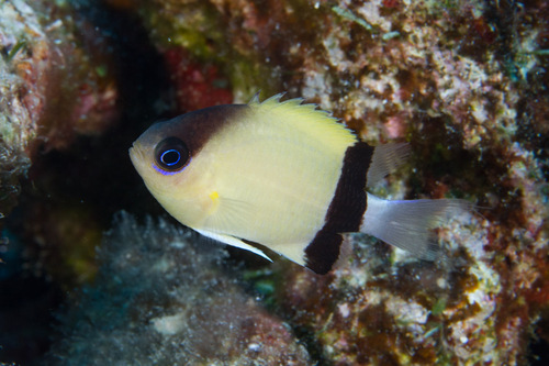 Black Bar Chromis