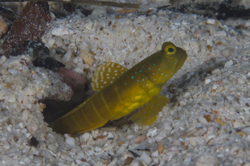Black Watchman Goby