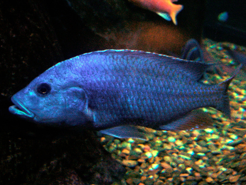 Fusco Cichlid