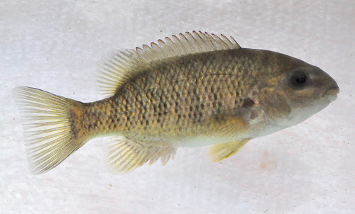 Tomocichla Tuba