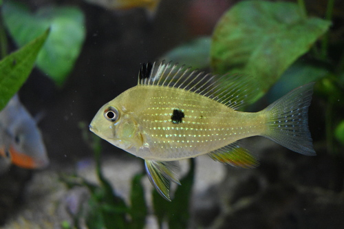 Albino Heckelii Threadfin Acara