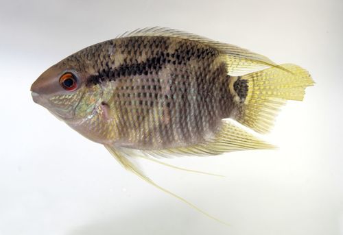 Insignis Festivum Cichlid