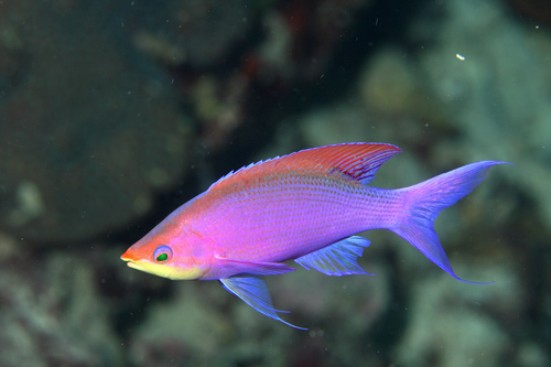 Yellow-Back Purple Queen (Male)