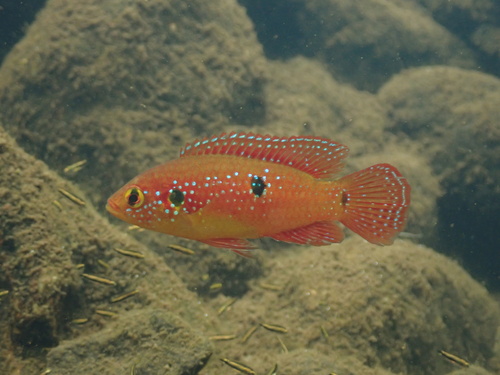 RED Jewel Cichlid
