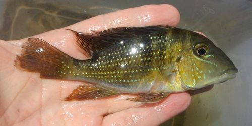 Maroni Eartheater