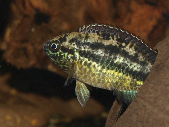 Nannacara bimaculata