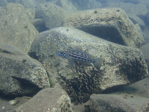 Lepidiolamprologus nkambae