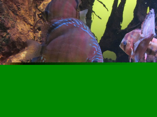 Pigeon Checkeredboard Discus
