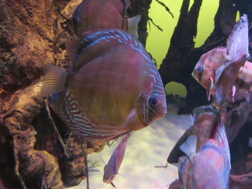 Leopard Snake Discus