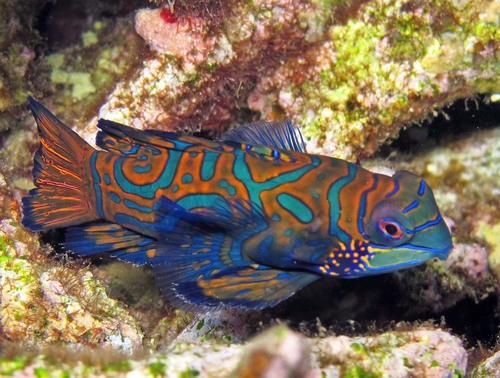 Mandarin Fish (Indian Ocean)
