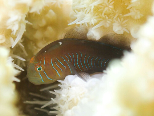 Blue Spotted Coral Goby