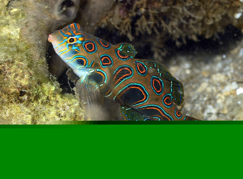 Psychedelic Fish